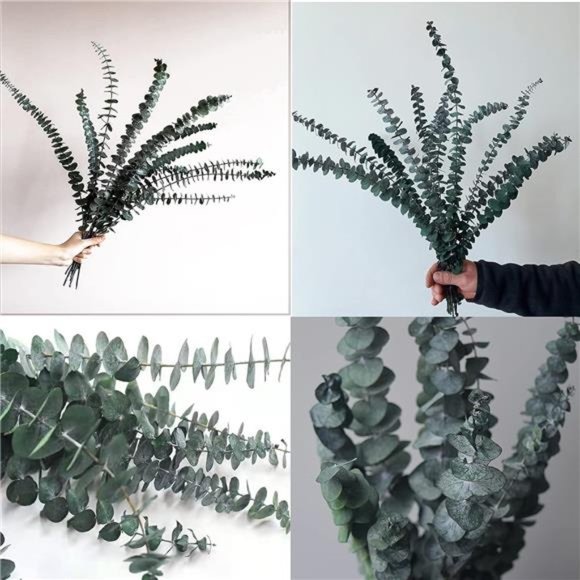 10 Pack Natural Dried Eucalyptus Bundle,17 inch/45cm Preserved Fresh Eucalyptus - Picture 4 of 7